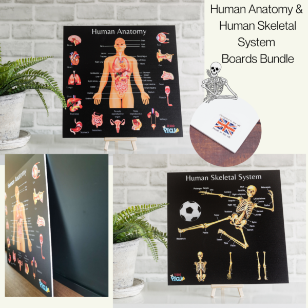 Educational Poster Boards - Human Anatomy Human Skeletal System